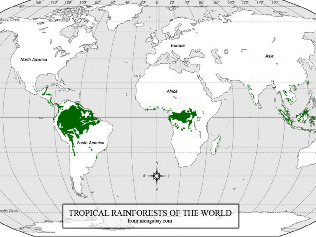 Ontbossing Zuidoost Azie gaat in nog hoger tempo dan in Zuid-Amerika